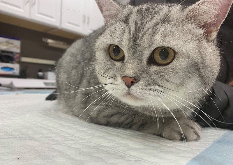 Cat Veterinary Care, Columbia