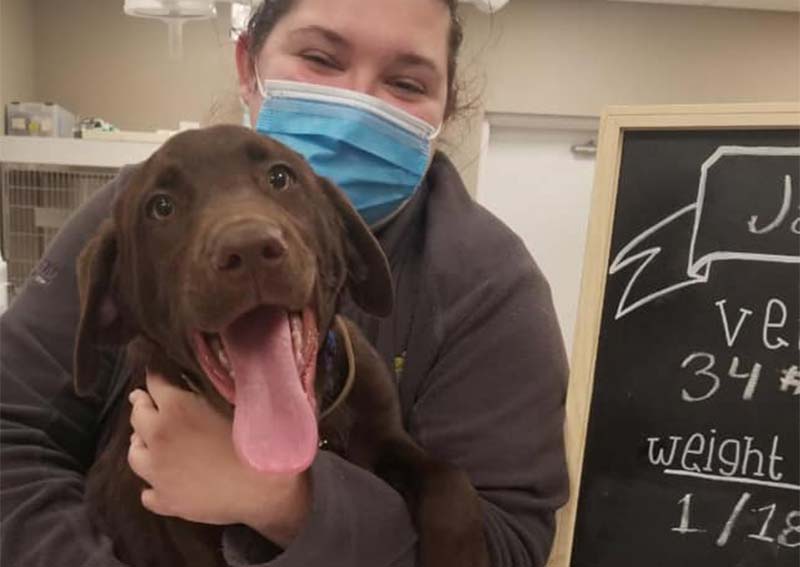 Dog Veterinarian Care, Columbia